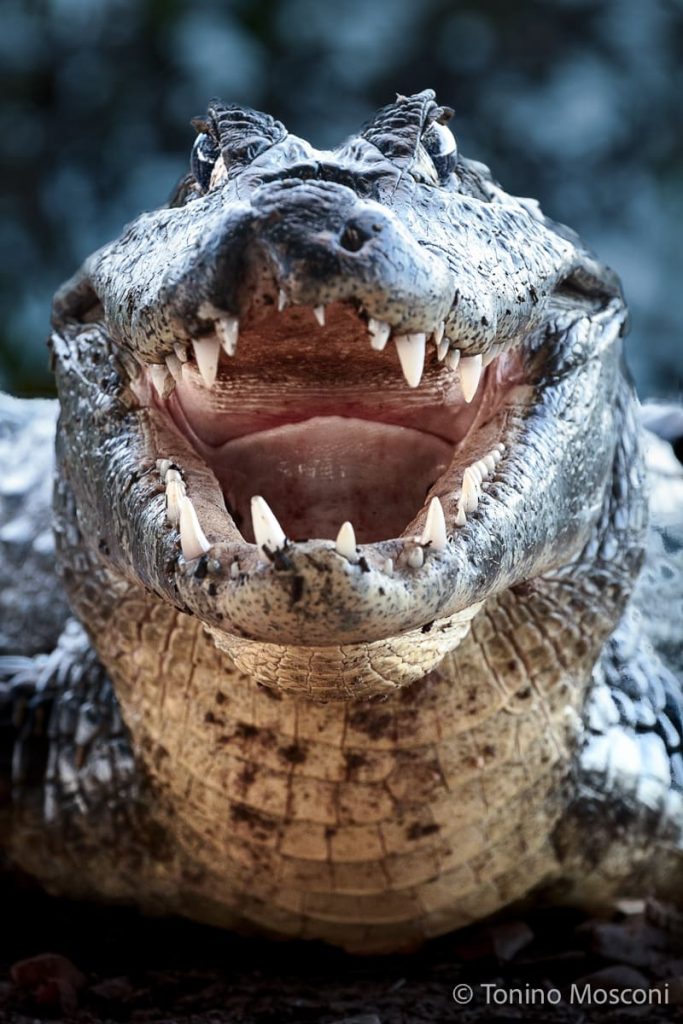 Primo piano di Tonino Mosconi di un coccodrillo