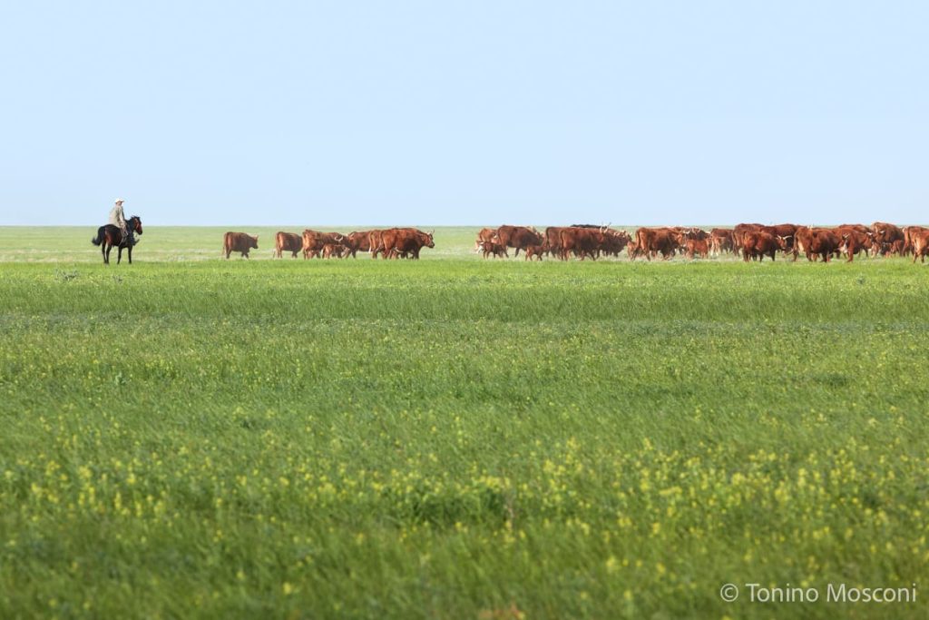 Fotografia di Tonino Mosconi ritraente una mandria al pascolo sorvegliata da a un pastore a cavallo nella steppa russa